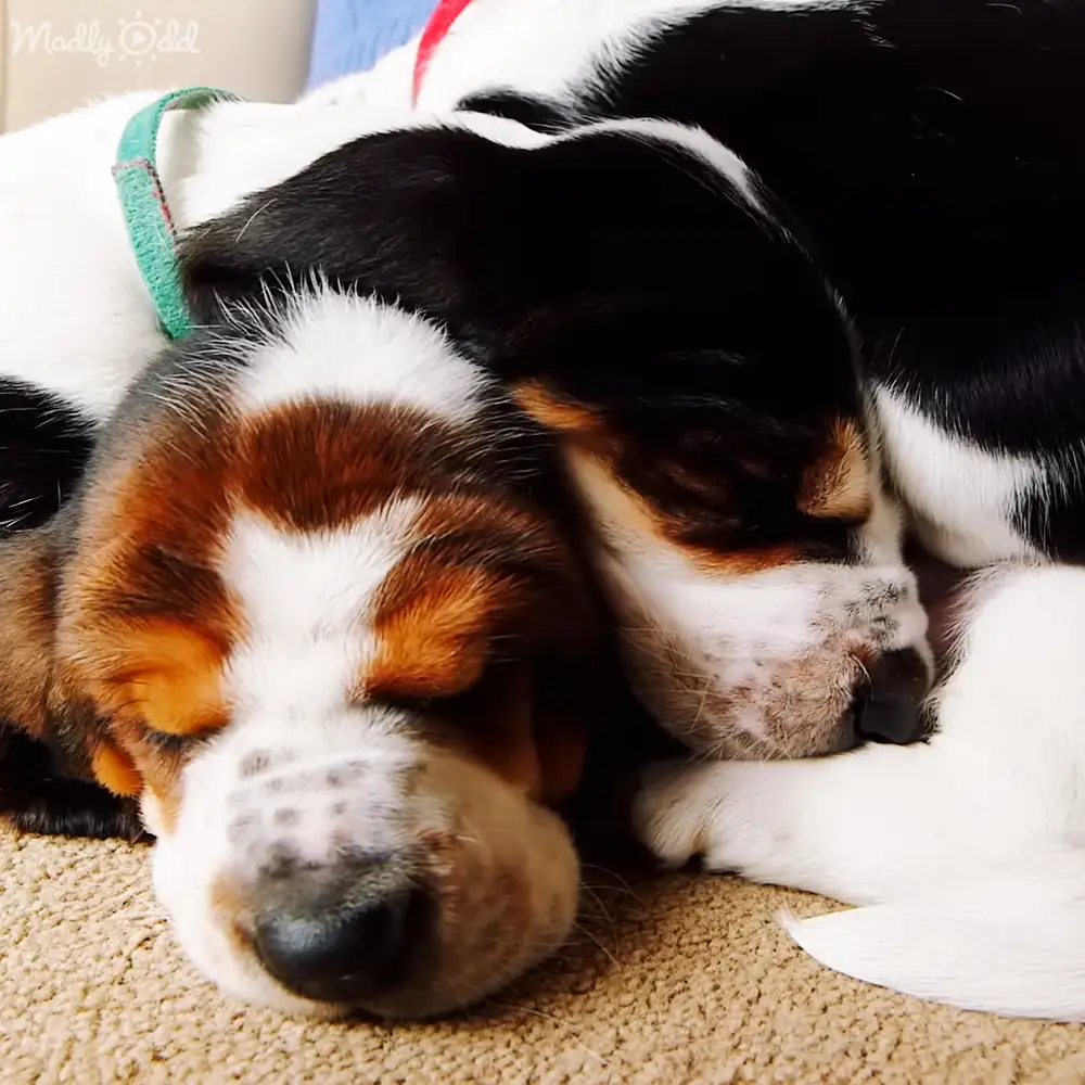 Two young beagle puppies with black, white, and tan coats playfully resting on a carpeted floor in natural daylight.