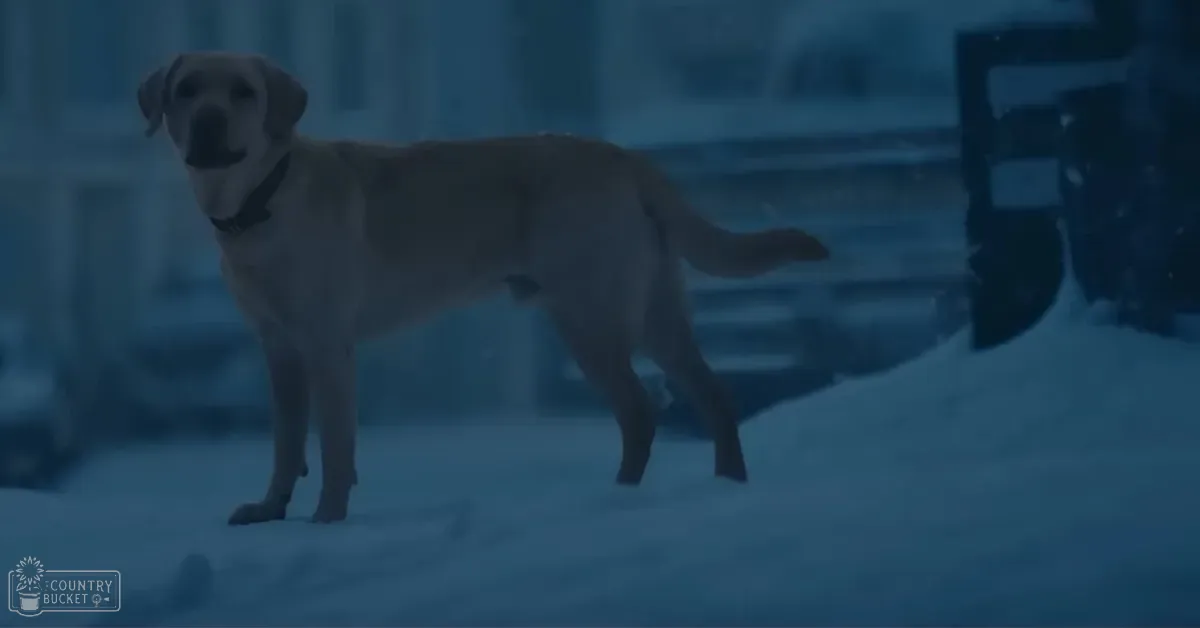 A light brown or tan Labrador Retriever wearing a black collar outdoors in winter, surrounded by snowy ground and part of a building structure with indistinct shapes.