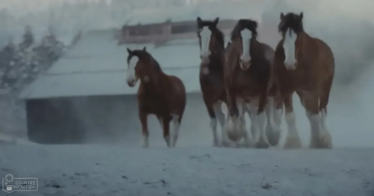 Four Clydesdale horses with barnyard markings in a snowy, rural winter landscape at dawn or dusk, soft light, white snow, brown coats, grayish-blue sky