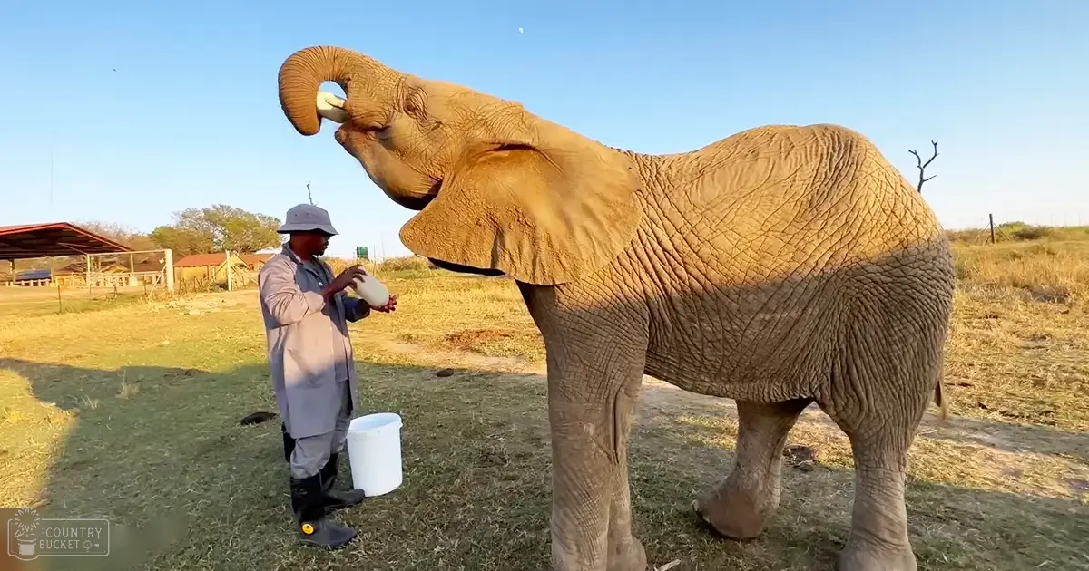 An adult male wearing a long gray coat, wide-brimmed hat, and black rubber boots stands near an African elephant in a rural open grassy area with farm buildings in the distance.