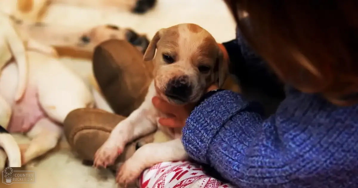 A young American Bulldog puppy, light brown with white patches on its face and paws, wearing a blue knitted sweater, being gently held by a child in an indoor setting with soft carpeting and natural light.
