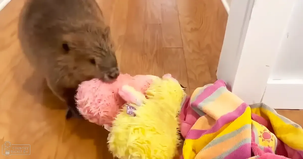 A fluffy gray adult cat interacts with a pink and yellow stuffed toy indoors on a colorful striped blanket.