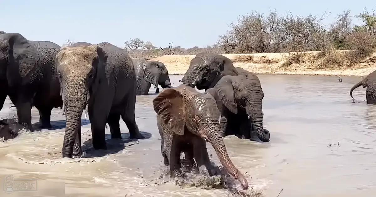 African elephants in a savanna, juvenile elephant with dark gray coat and mud spots, dry season midday light.