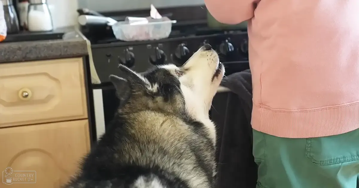 A husky-like dog in an indoor kitchen setting, with natural light diffusing through the scene.