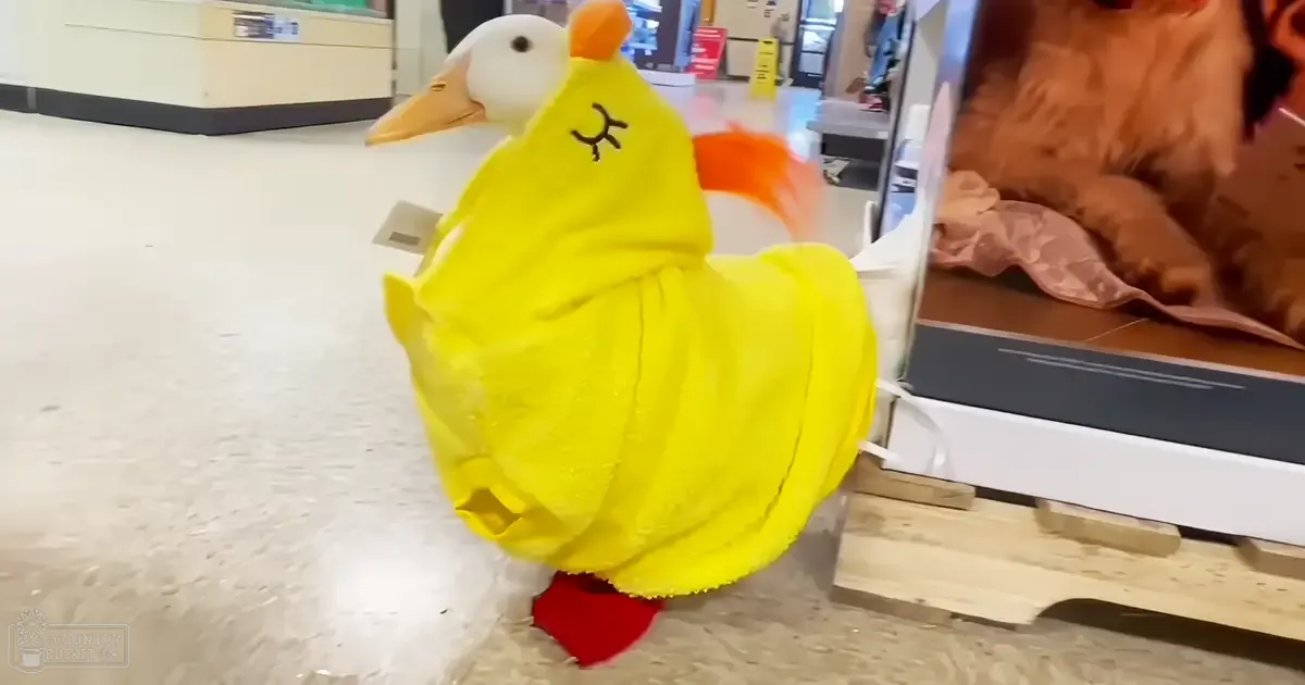 An adult duck wearing a yellow chicken costume with red feet and an orange comb, displayed indoors under artificial lighting.