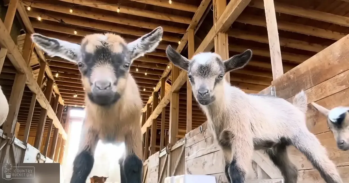 Two young goats with distinct markings in a wooden barn illuminated by string lights, natural daylight suggests daytime.