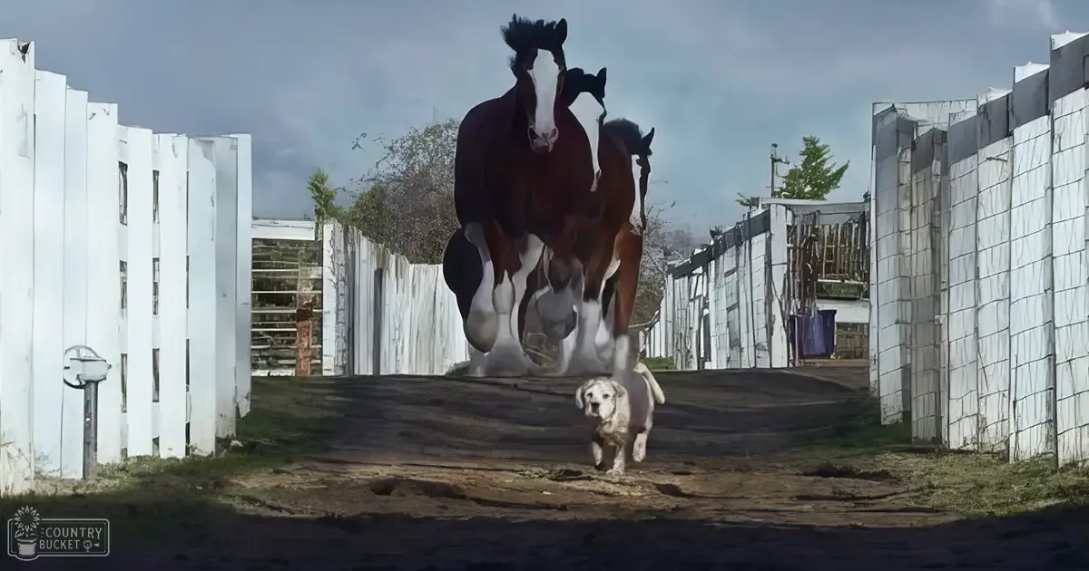A Clydesdale horse with dark brown coat and white markings runs alongside a light-colored golden retriever or similar breed through an outdoor farm enclosure with white fencing, bare trees in the background suggesting late fall or early spring.