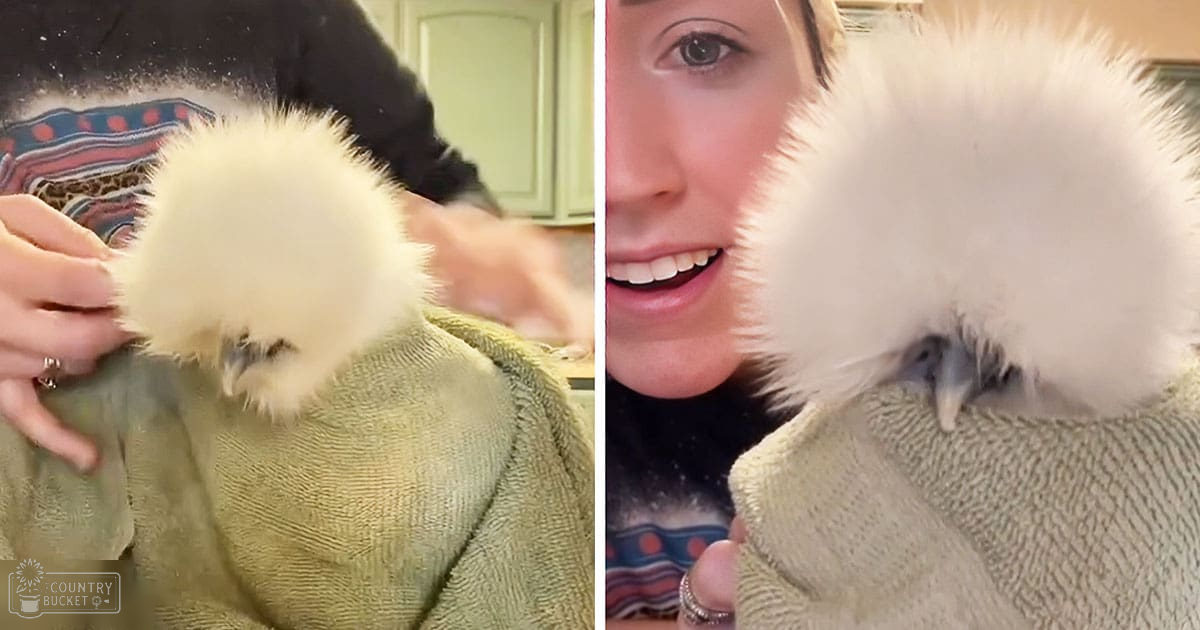 A fluffy white chick being held by two adults in a bright indoor setting, with one wearing a dark patterned garment and the other a light green textured towel. A juvenile Silkie chicken is the focal point of this scene.