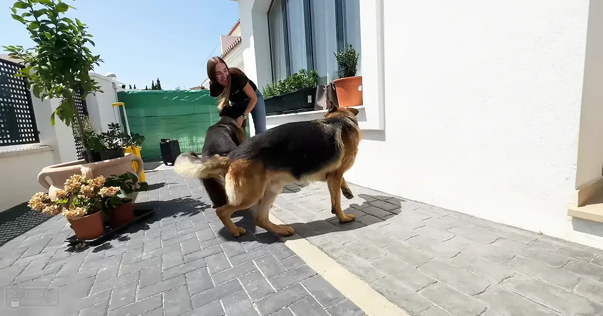 A woman interacting with two German Shepherd dogs in a sunny outdoor patio area, surrounded by potted plants and a green tarp.