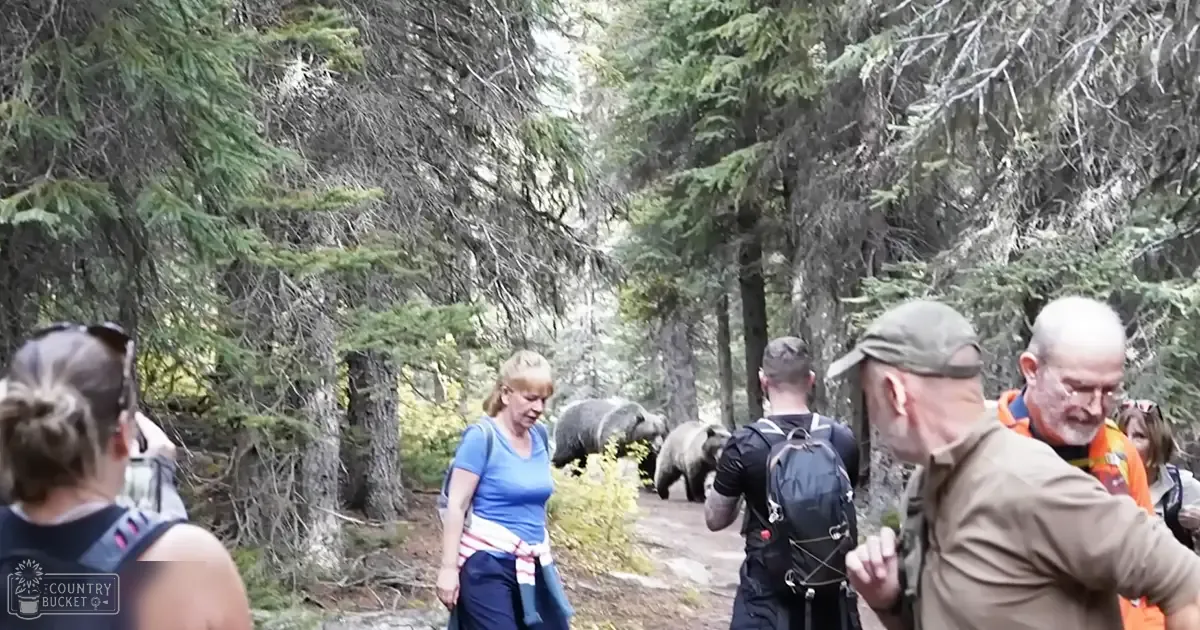 Two adult grizzly bears in a dense forested area with hikers, late spring or early fall setting, natural daylight.