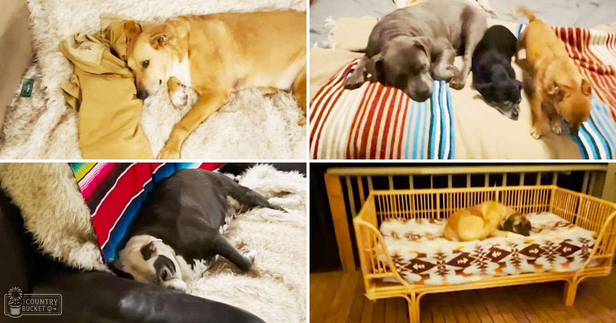 Various breeds of dogs in an indoor setting with wooden cribs and patterned bedding under artificial lighting.