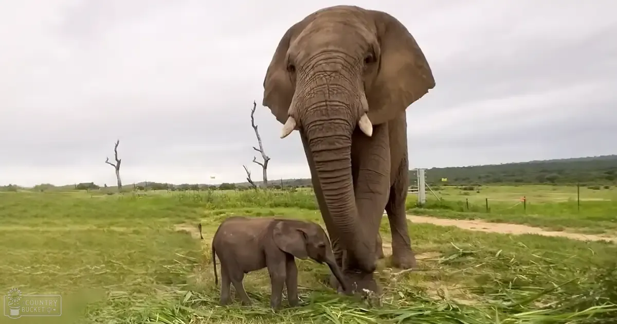 An adult female elephant with a juvenile calf in a grassy field under an overcast sky, late spring or early autumn.