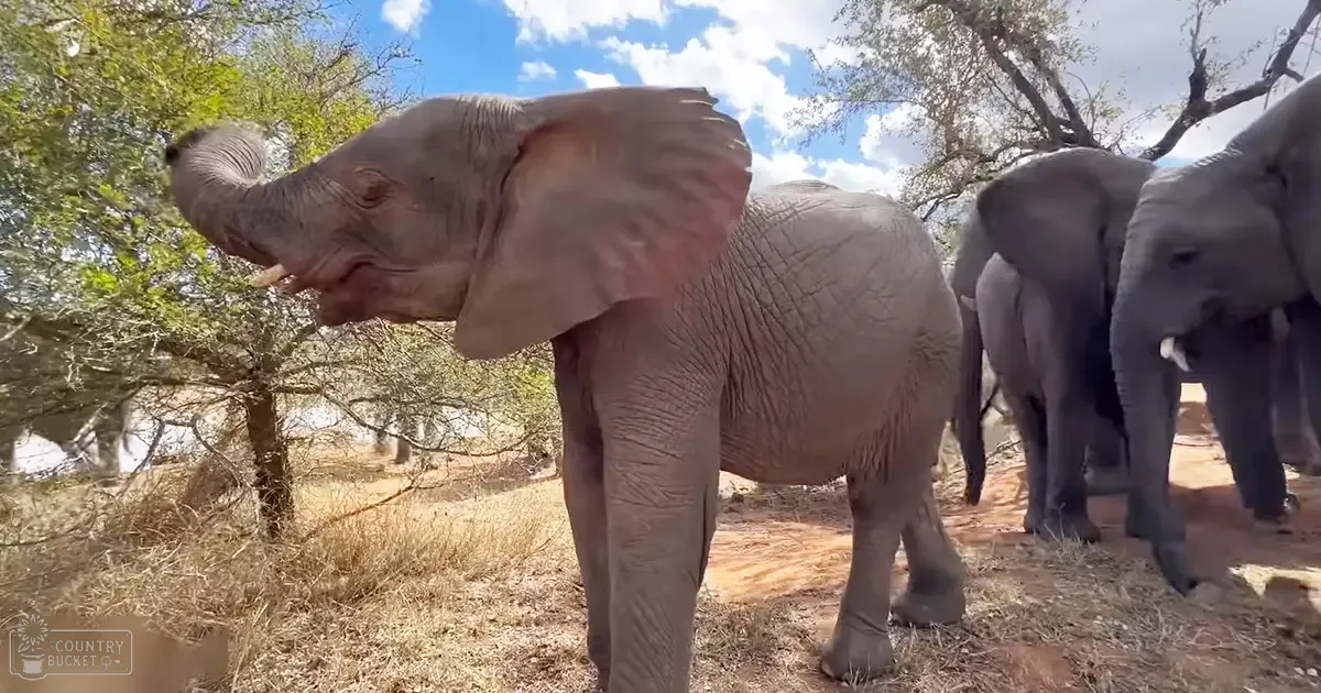 Two elephants in a natural environment with dry grass and trees under partly cloudy skies.