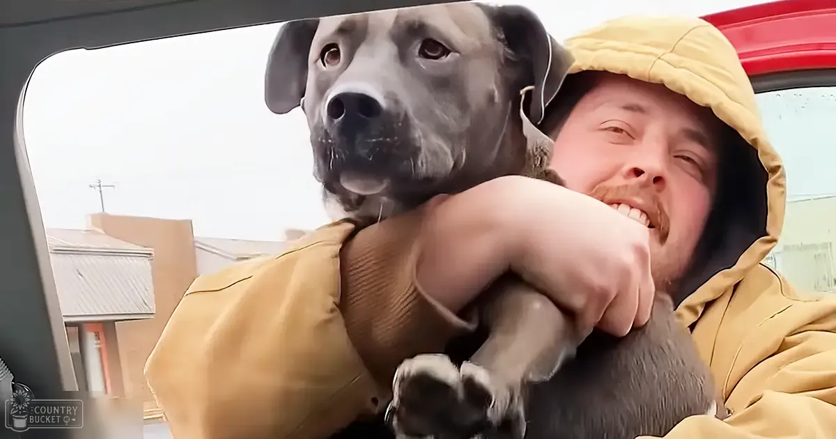 A man holding a gray pit bull dog inside a vehicle, wearing a yellow hooded jacket with high collar and long sleeves. The scene suggests an urban or suburban setting in cold weather.