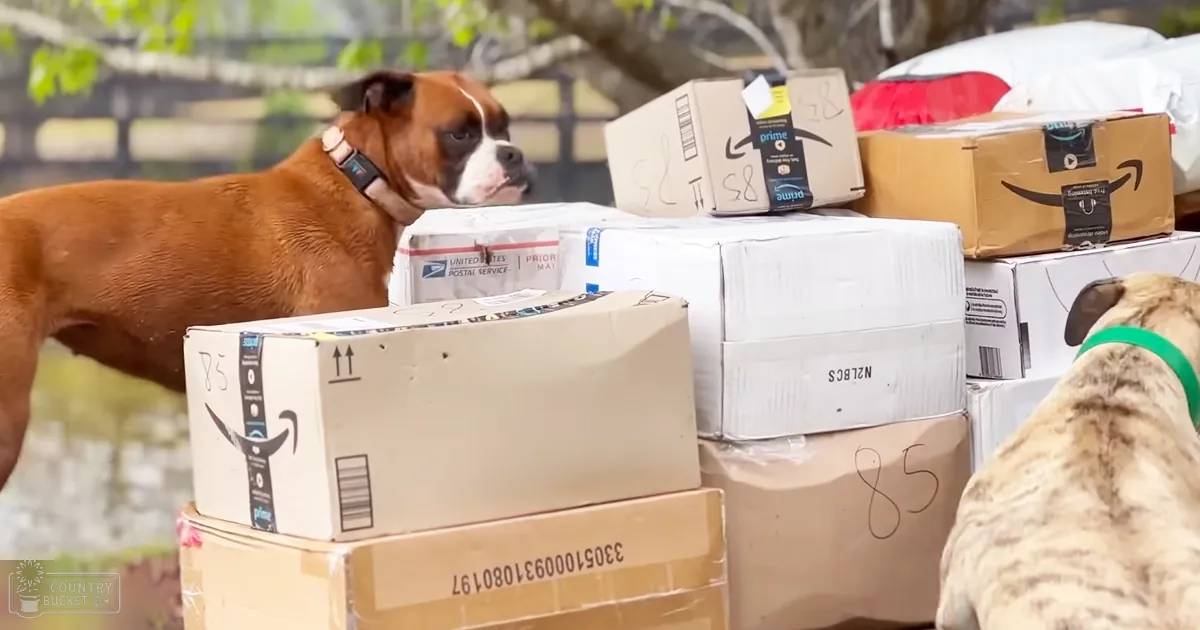 A brown and white boxer dog stands prominently outdoors, with another dog wearing a green collar partially visible on the right side of the frame amidst various Amazon Prime boxes labeled '85' and other miscellaneous items.