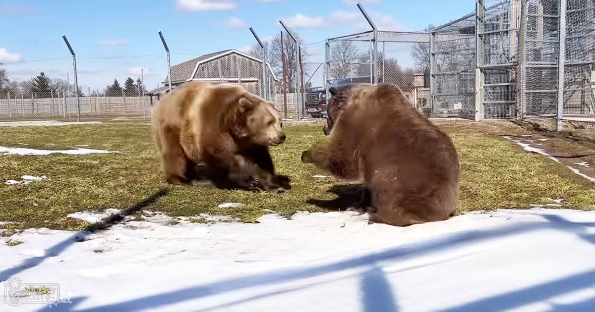 Two adult brown bears in an outdoor enclosure at a zoo or wildlife sanctuary with patches of snow on the ground, likely spring or early winter.