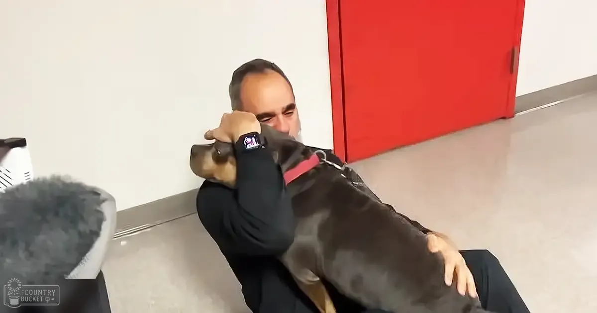 A middle-aged man interacts with a large breed dog in an indoor setting.