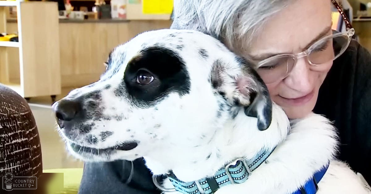 An older adult female hugs a Dalmatian dog with white coat and black spots, surrounded by indoor home furniture under natural light.