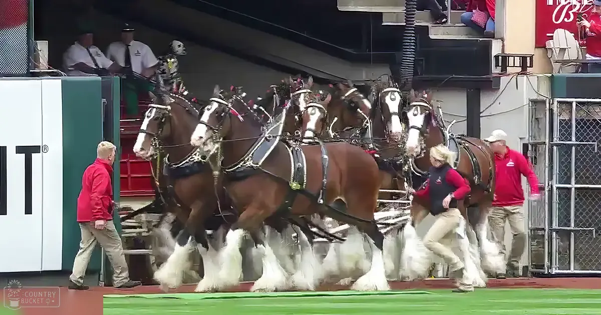 Clydesdale horses performing in a stadium setting with an adult male and female in the foreground, wearing red jackets over collared shirts.