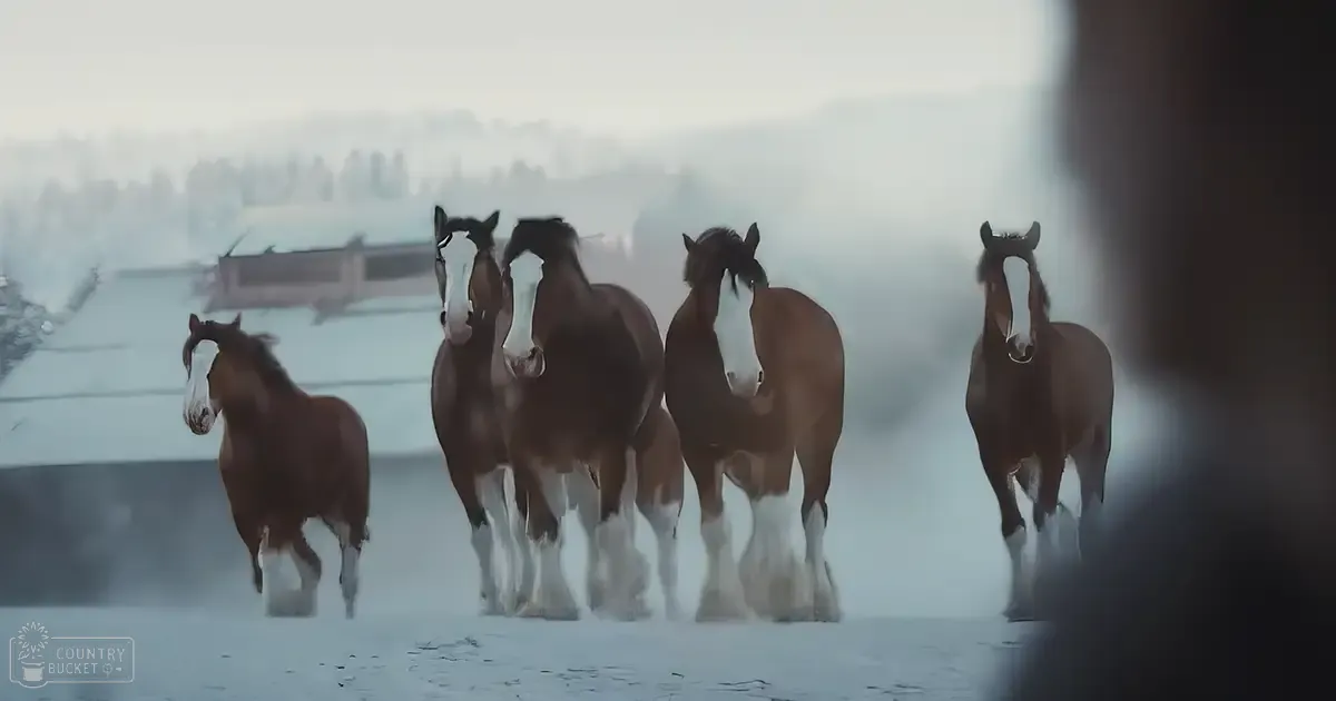 Five adult horses with brown coats and white markings running in a snowy landscape with snow-covered rooftops and trees, suggesting early morning or late afternoon during winter.