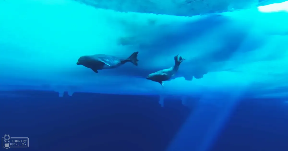Two bottlenose dolphins swimming in a large aquarium tank during daytime.