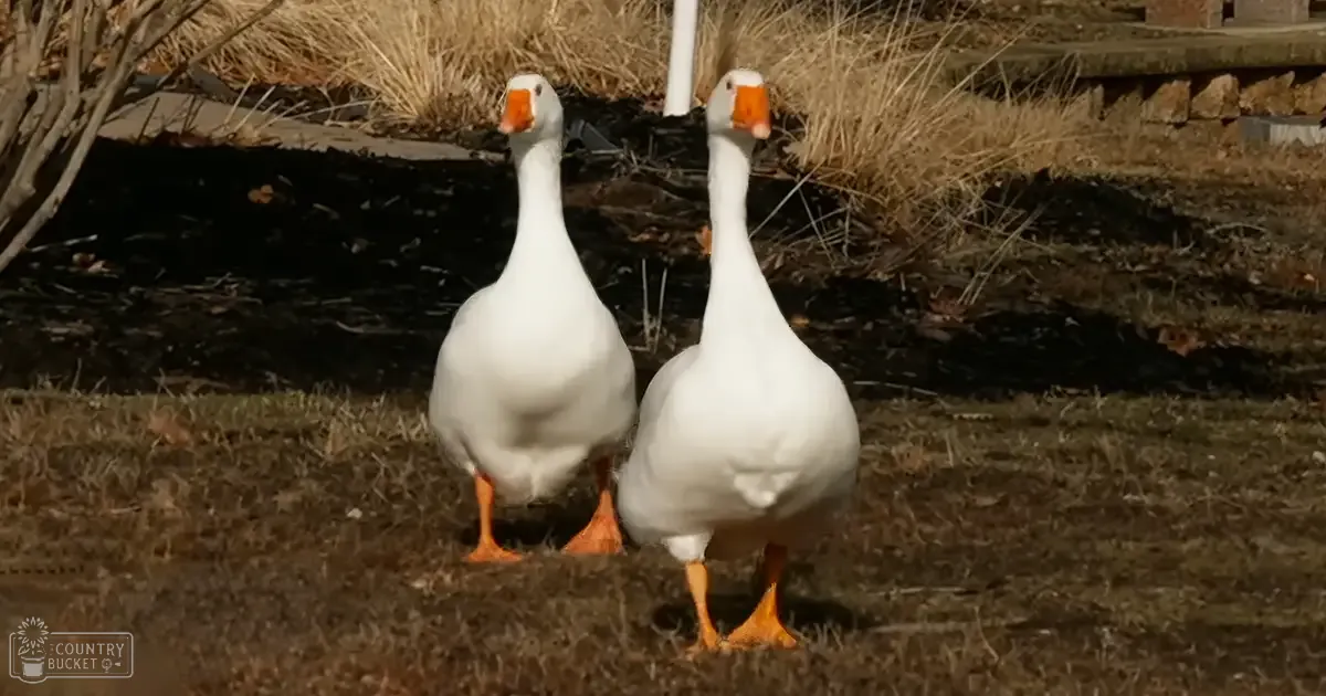 Two white geese with orange beaks and feet in an outdoor rural setting, likely autumn or winter.