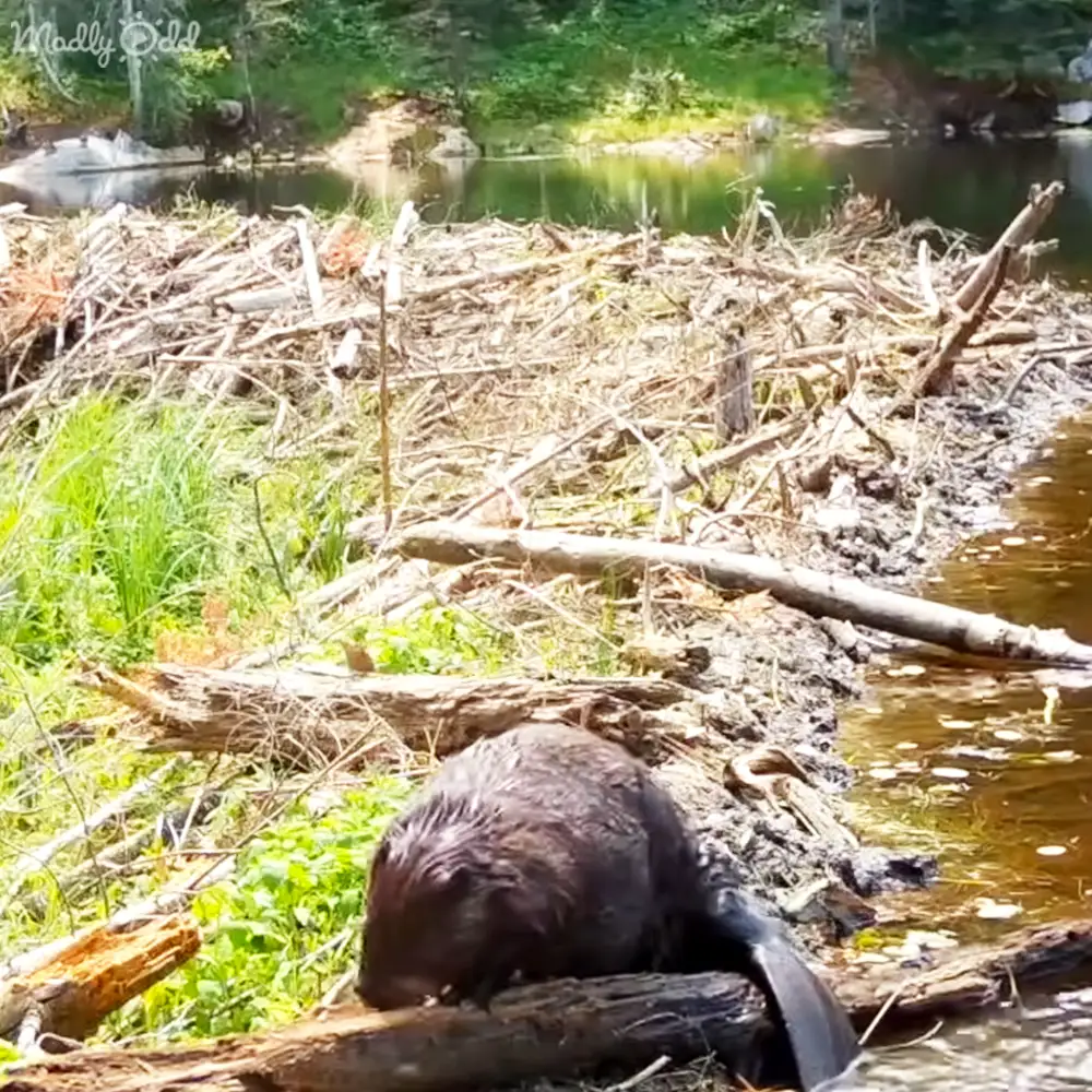 A beaver with dark brown fur stands near a riverbank in a lush forested area under natural daylight.