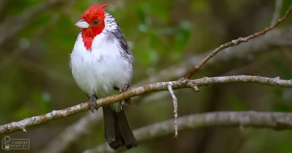 A red and white cardinal perched on a branch amidst lush green foliage, bathed in soft daylight.