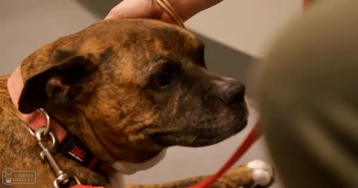 An adult brindle-coated American Staffordshire Terrier or similar breed being held indoors by an adult hand wearing a long-sleeved shirt or sweater with neutral colors.