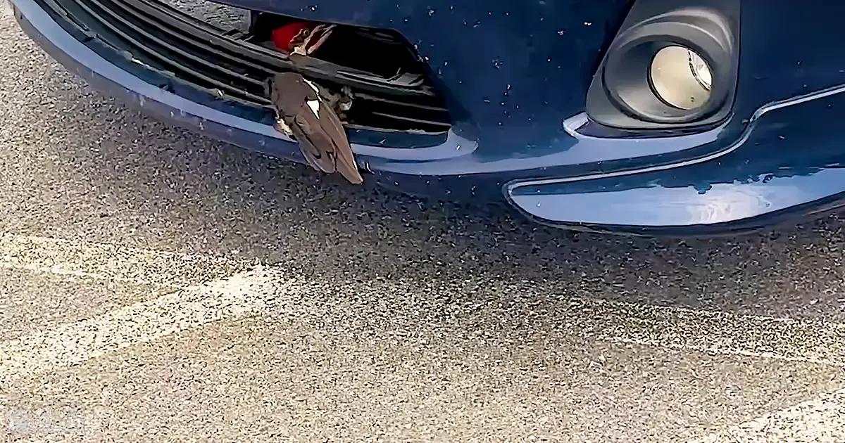 A damaged car bumper with a small sparrow stuck in it, set against an outdoor backdrop during daytime.