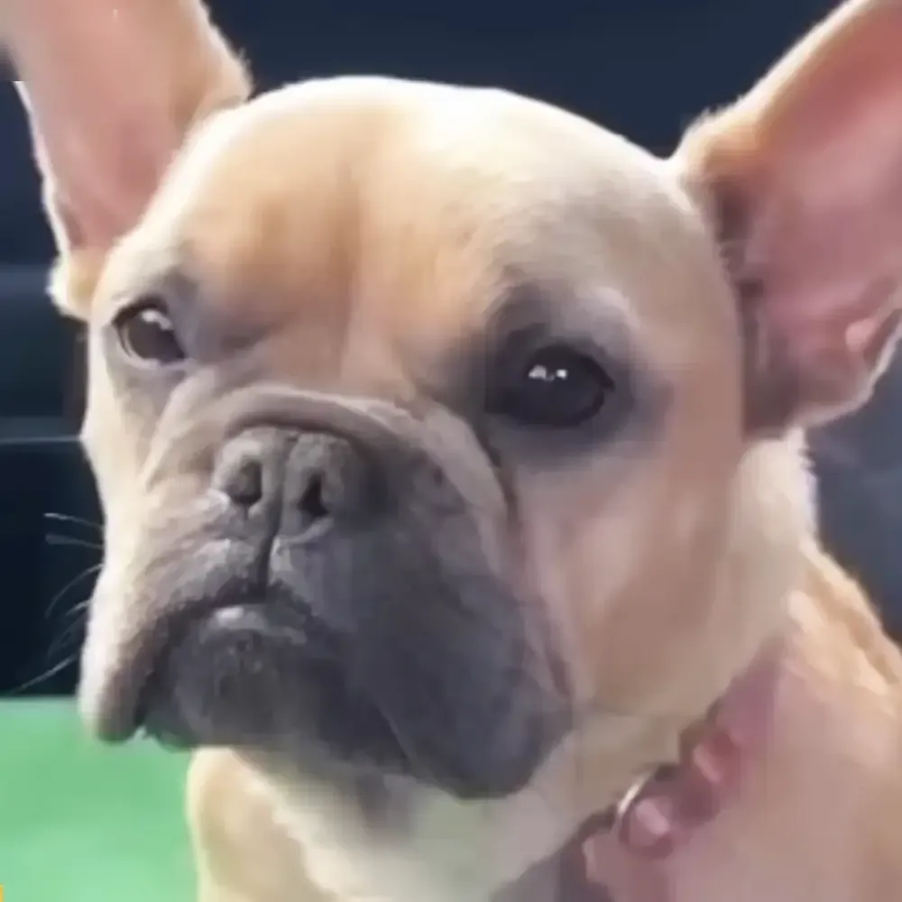 A cream French Bulldog with darker markings around its muzzle and eyes, indoors.