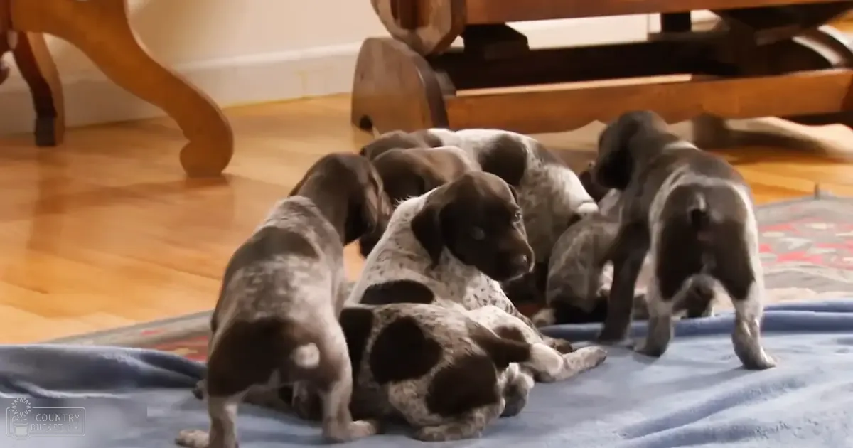 A group of 6-8 week old German Shorthaired Pointer puppies gathered indoors, resting on a blue blanket in what appears to be a living room with hardwood flooring and wooden furniture.