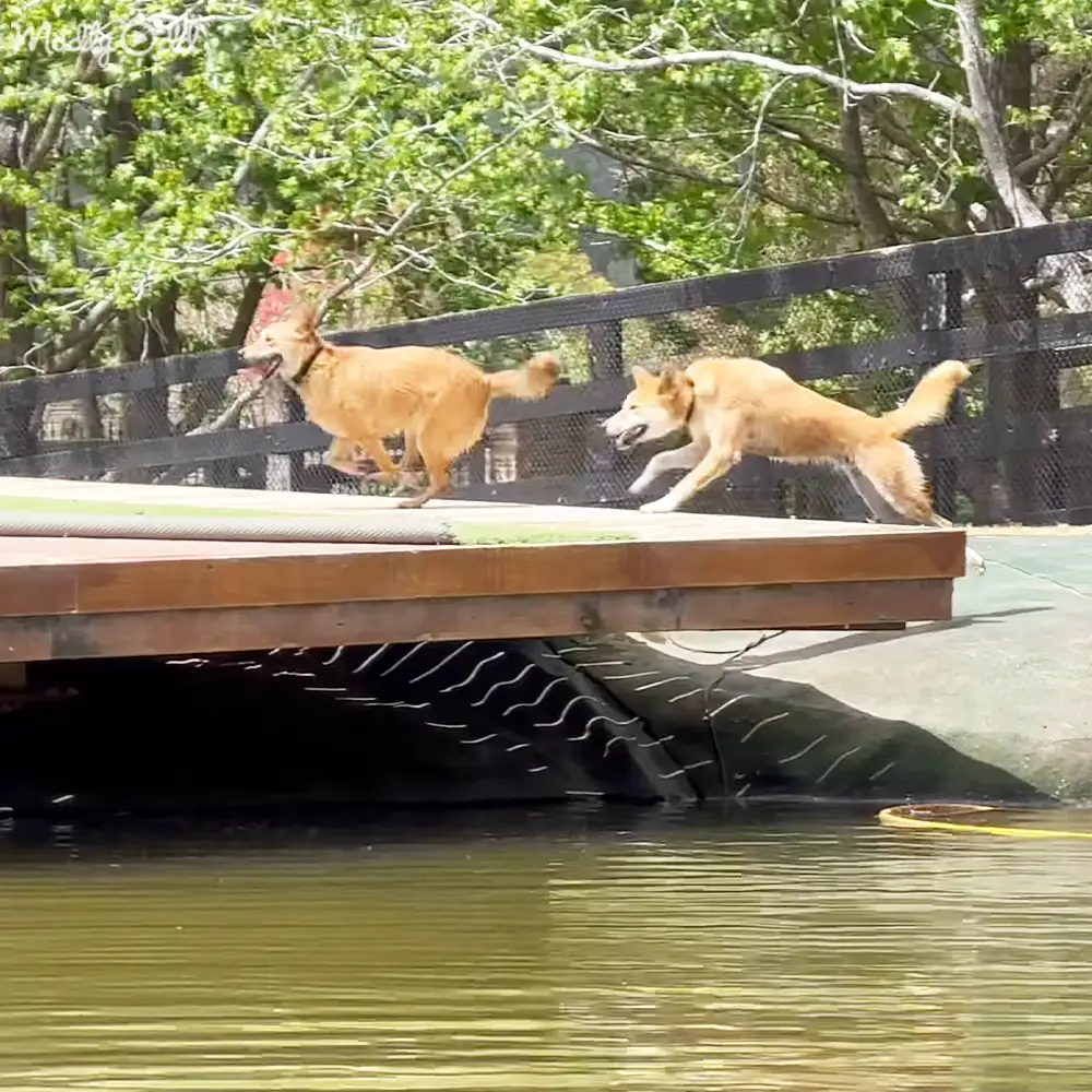Two adult Dingo dogs running across a wooden bridge over water in an outdoor park setting with lush greenery and clear skies on what appears to be a sunny day, likely spring or summer.