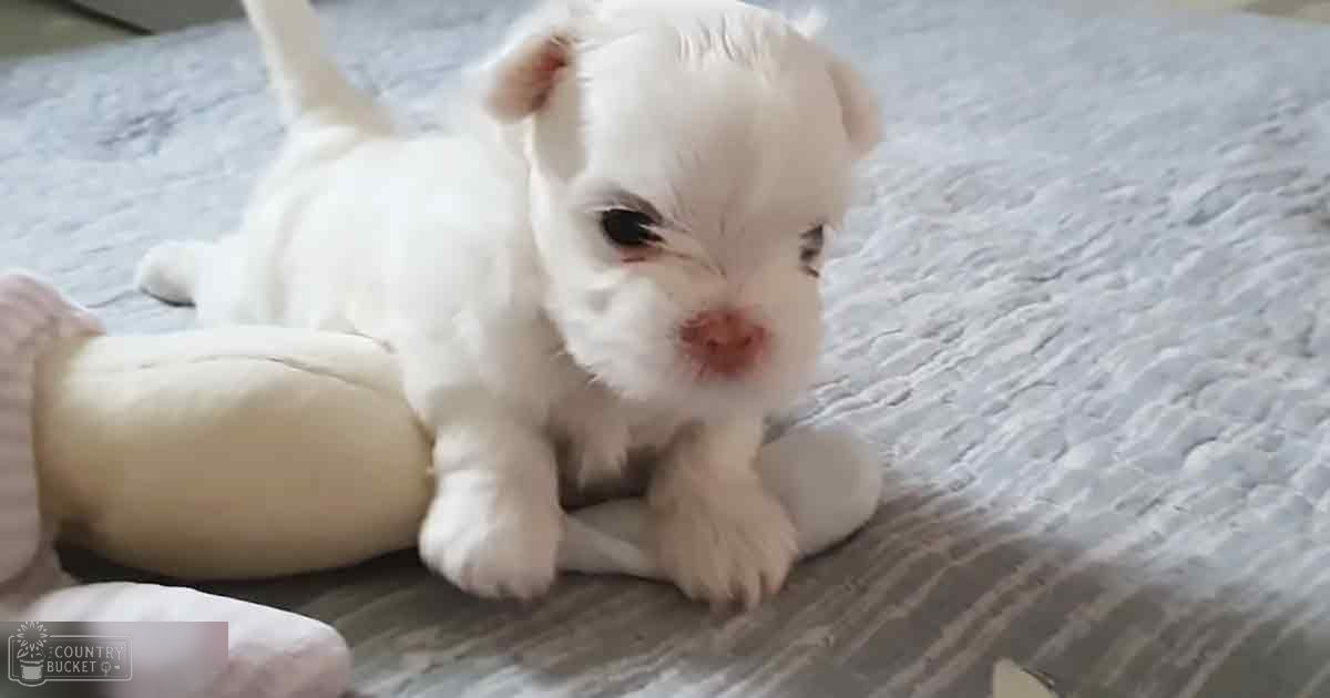 A young American Bulldog puppy with a smooth coat, resting on a soft bedspread indoors.