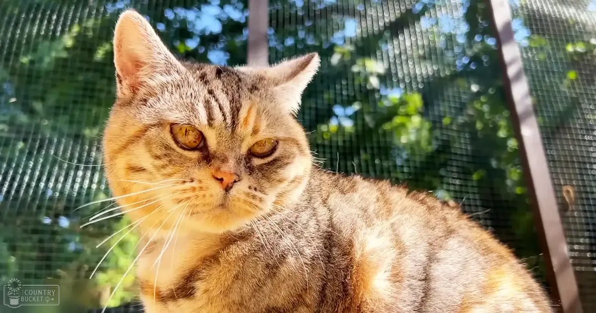 A tabby cat with British Shorthair breed characteristics, outdoors in a garden or backyard with sunlight filtering through trees.