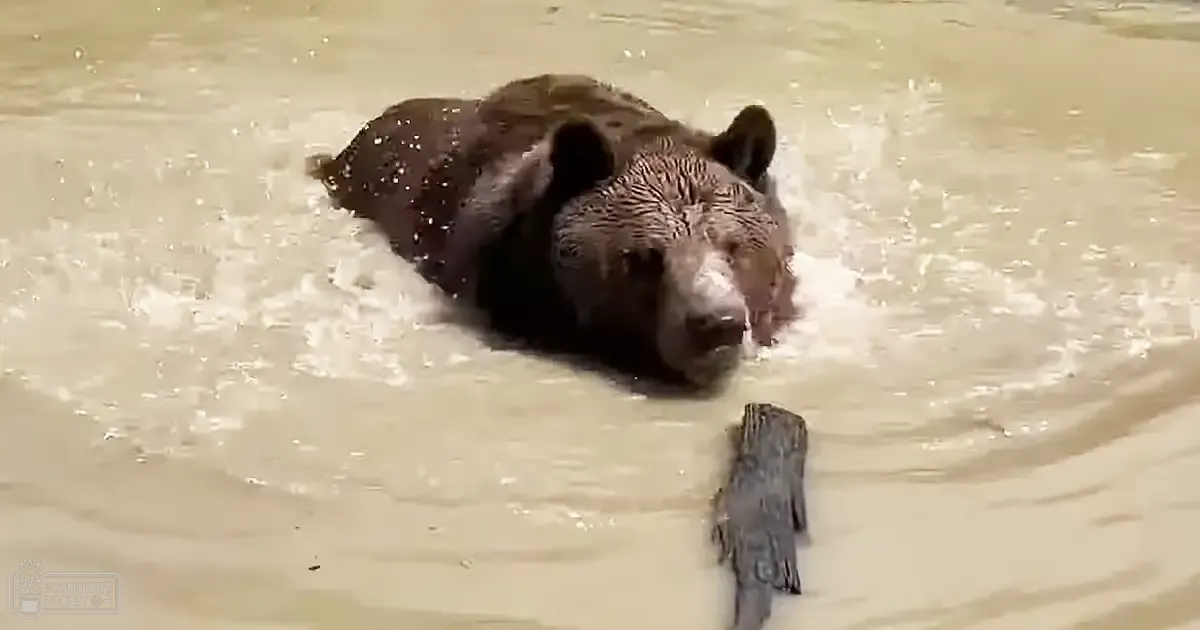 A Grizzly Bear with dark brown fur near a rippling river during daylight hours.