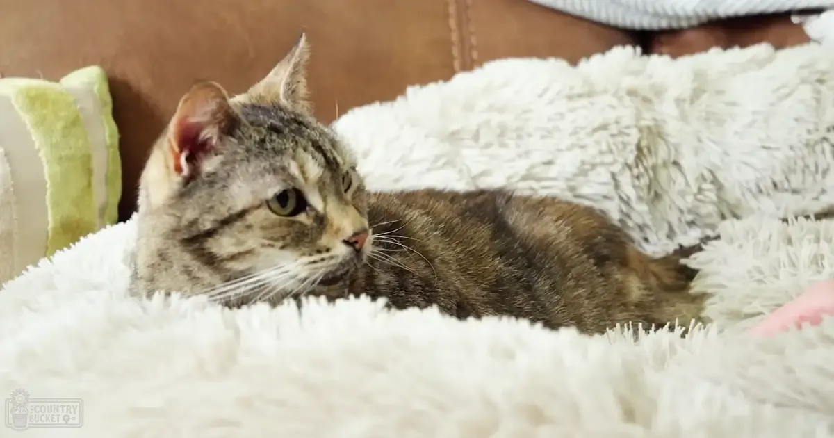 A tabby cat with brown and black stripes rests on a white fluffy blanket or cushion indoors, surrounded by soft lighting.