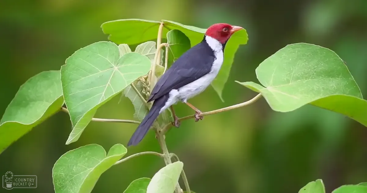 A small black-and-white bird with a bright red head perched amidst green foliage, likely in a forest or garden setting under natural daylight.