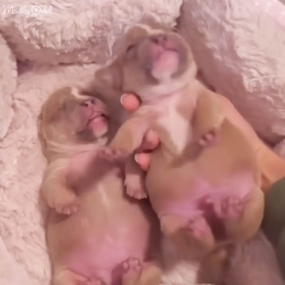Two very young light brown puppies with pinkish areas in an indoor setting.