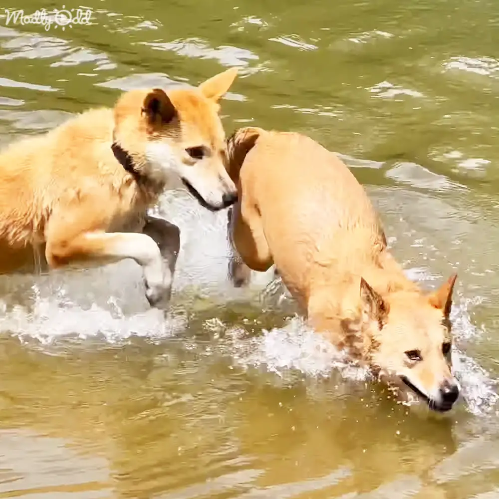 Two adult dogs with light brown fur swimming in a calm body of water, possibly late afternoon natural lighting.