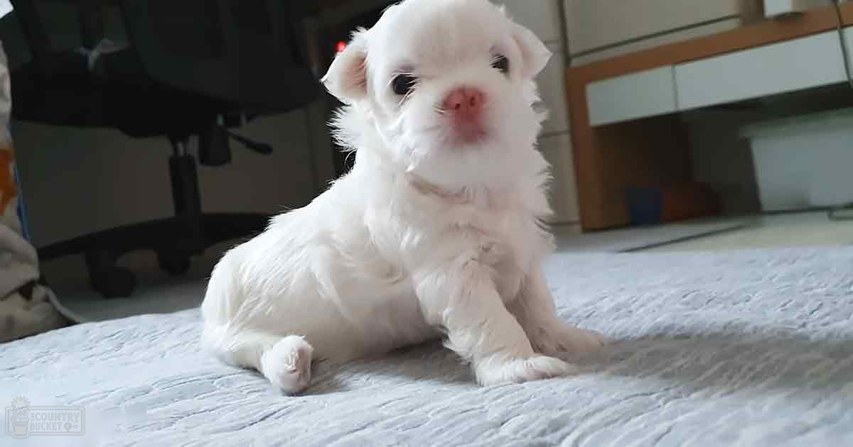 A fluffy white American Cocker Spaniel puppy indoors, with natural lighting and a cozy domestic setting.