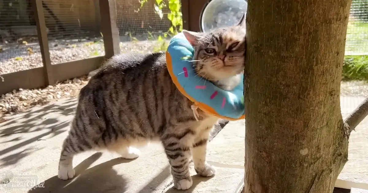A tabby cat with striped fur patterns wearing a donut-shaped collar in an outdoor backyard setting with natural light.