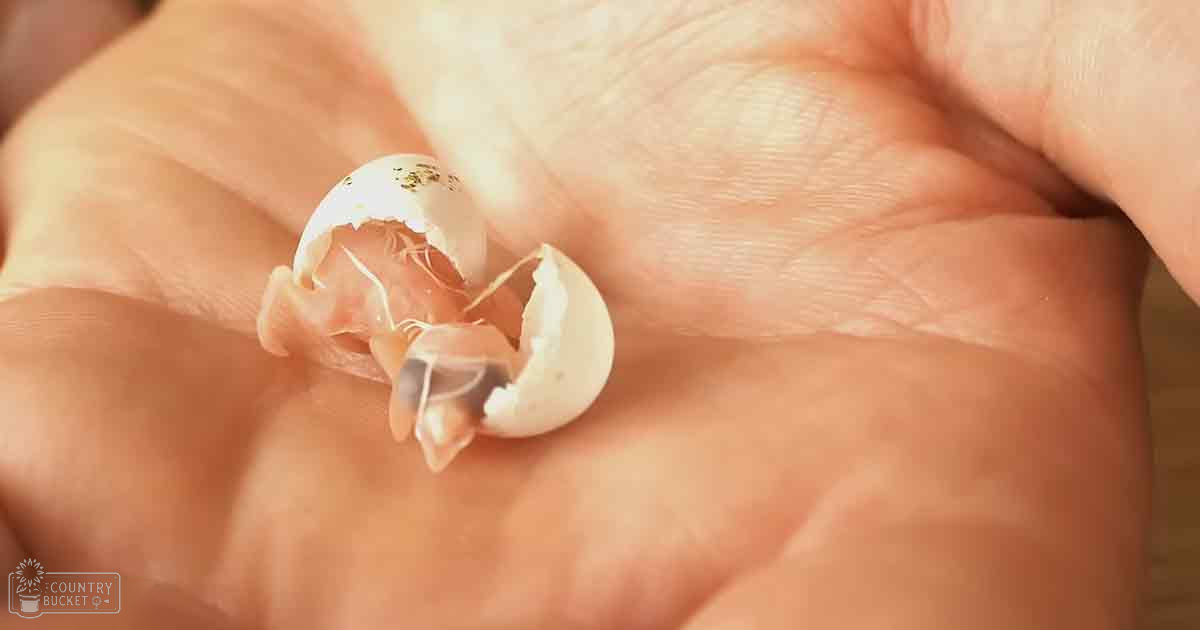 A small bird hatching from an egg indoors, with a white and brown juvenile chick with visible markings on its head, partially cracked open eggshell in hand.