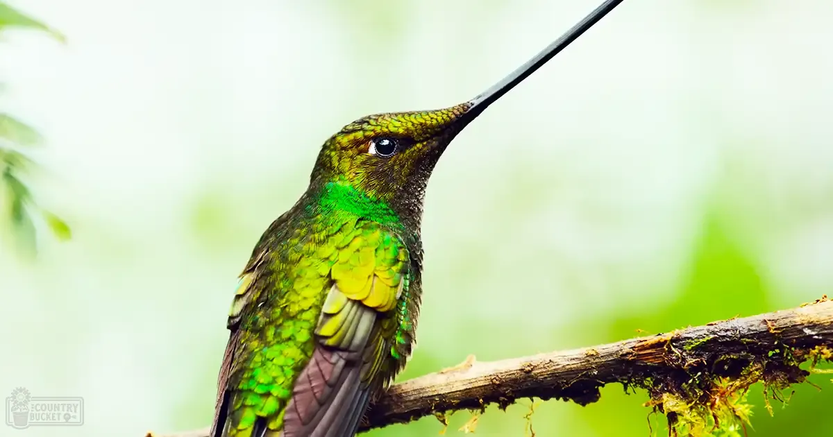 A vibrant adult hummingbird with iridescent green and yellow feathers perches amidst lush forested greenery in daylight.