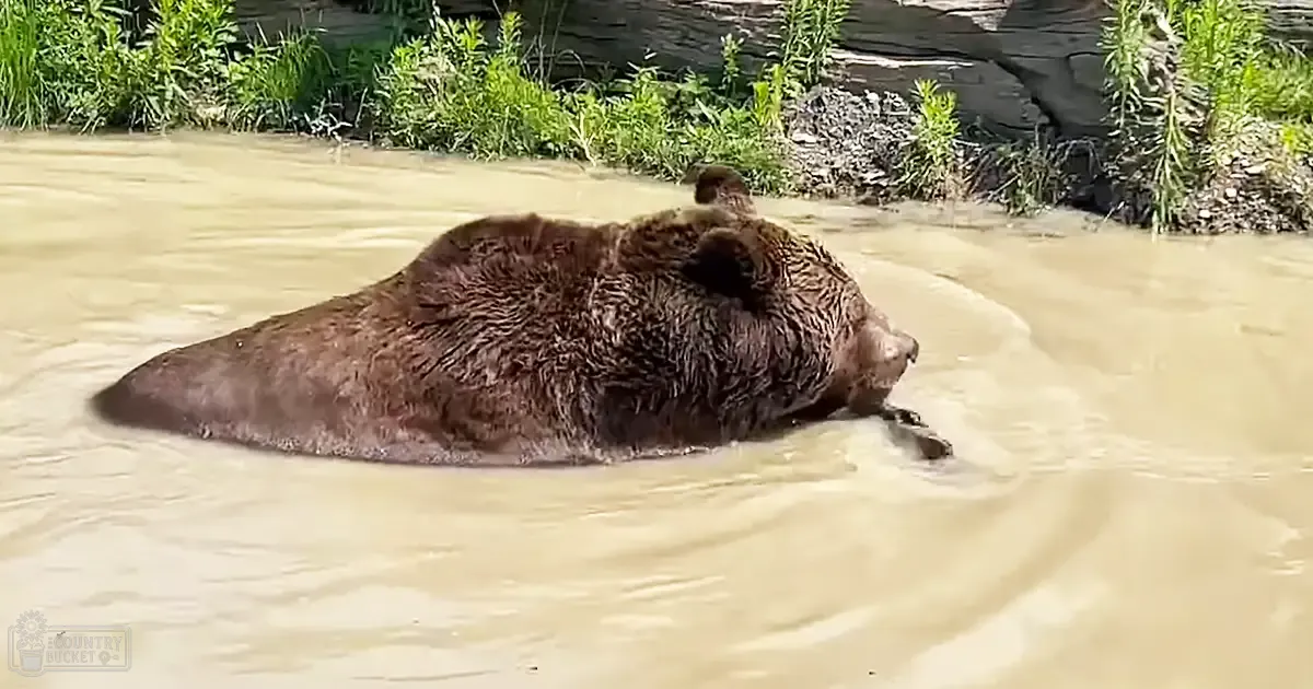 A brown bear stands near a riverbank amidst vegetation and sunlight, likely in spring or summer.