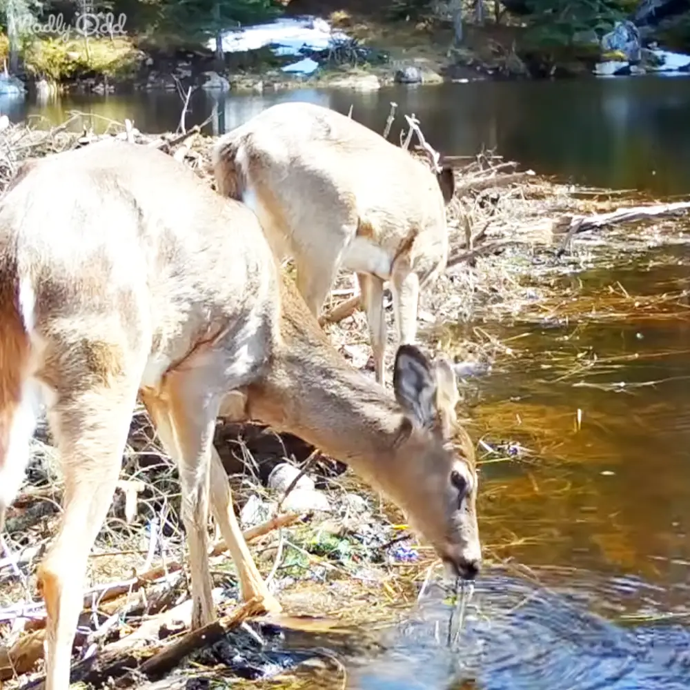 Two light brown adult deer with white markings drink water from a clear stream surrounded by greenery under natural daylight.