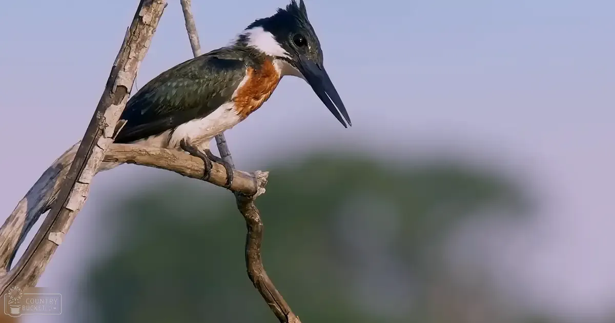 Belted Kingfisher with distinct markings: black head, white neck ring, green back, brown chest, white underparts; long pointed beak suitable for catching fish. Outdoors in a natural setting with trees and sky.