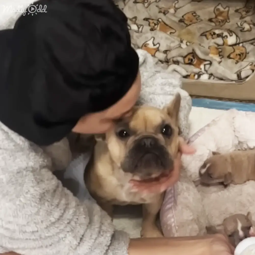 A French Bulldog puppy with light brown coat, dark markings on face and ears, held gently by an adult in a black hoodie indoors under natural daylight.