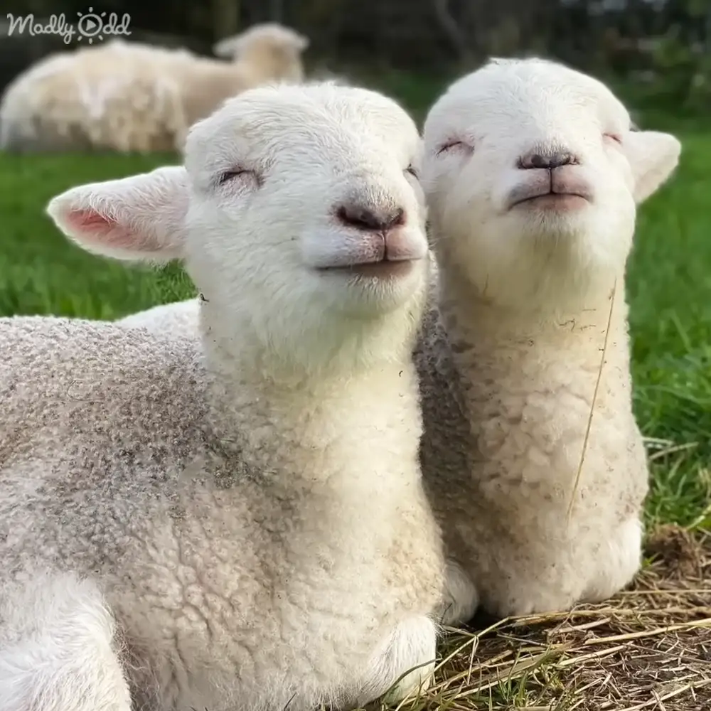 Two white wool lambs in a grassy field during daytime with natural light.