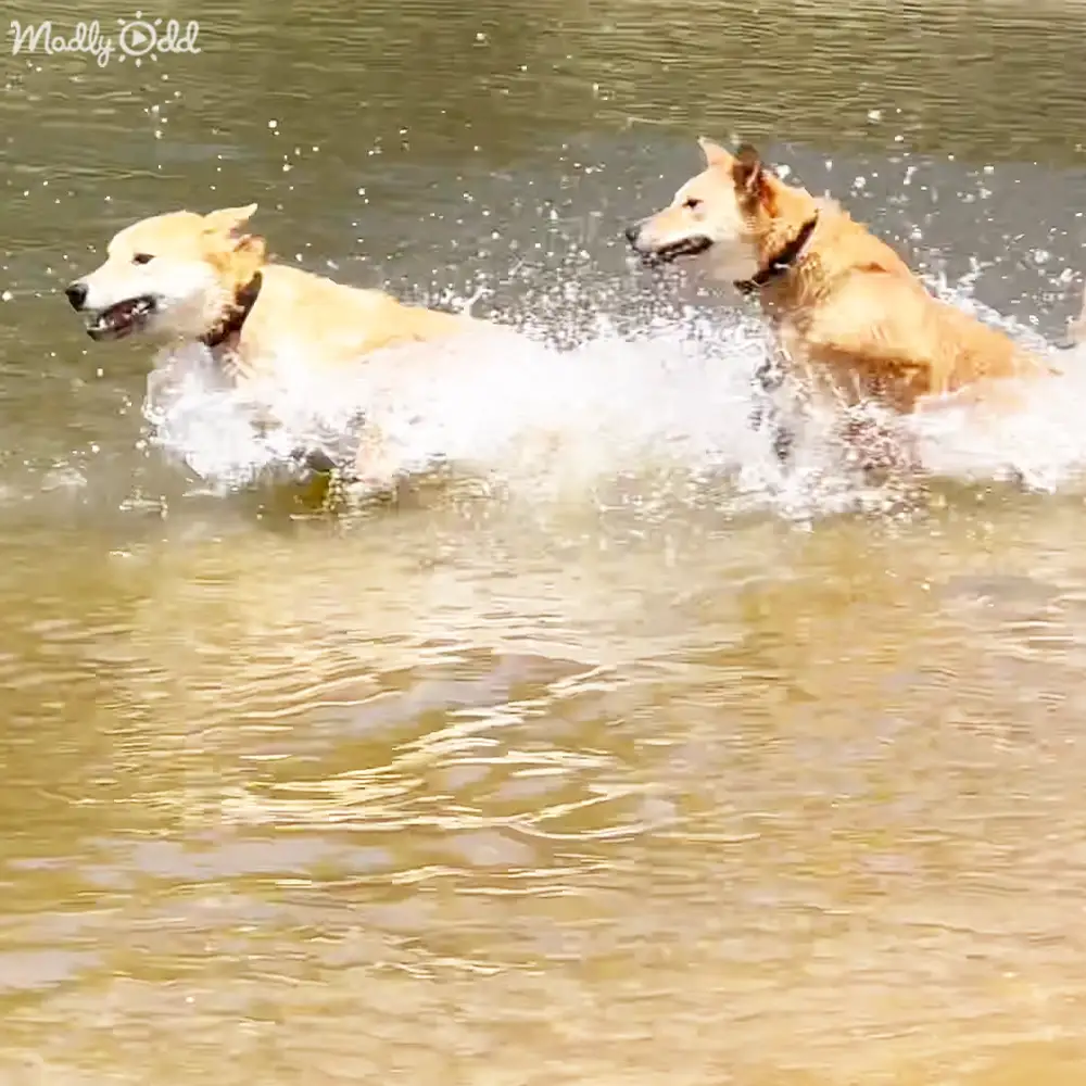 Two adult Golden Retriever or similar large breed dogs in a body of water, possibly near a lake or pond during spring or summer with natural daylight.